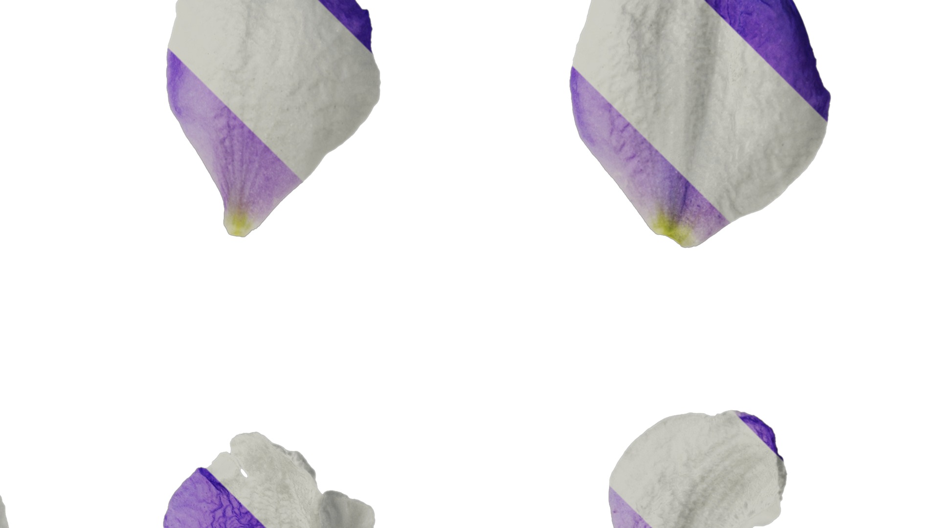 Anydrafts Delphinium elatum Flower 10 Texture_2