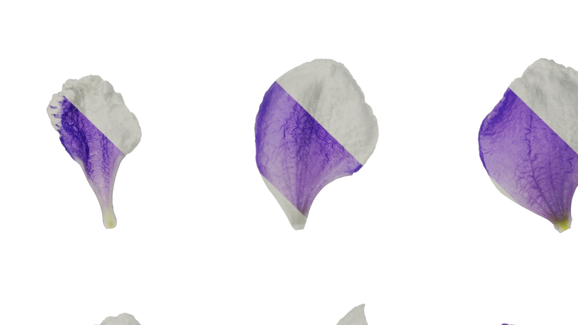 Anydrafts Delphinium elatum Flower 10 Texture_3