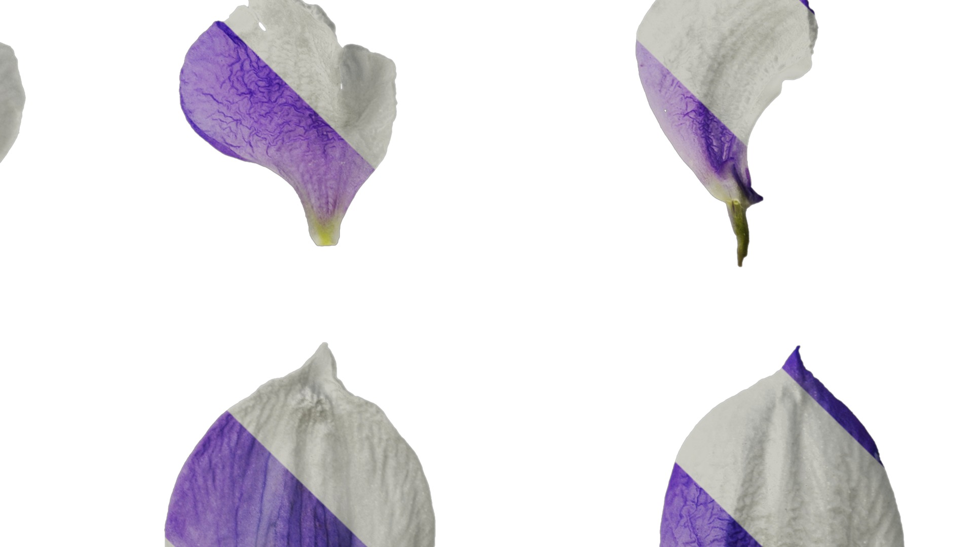 Anydrafts Delphinium elatum Flower 10 Texture_4