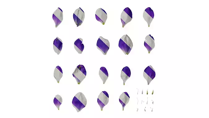 Anydrafts Delphinium elatum Flower 11