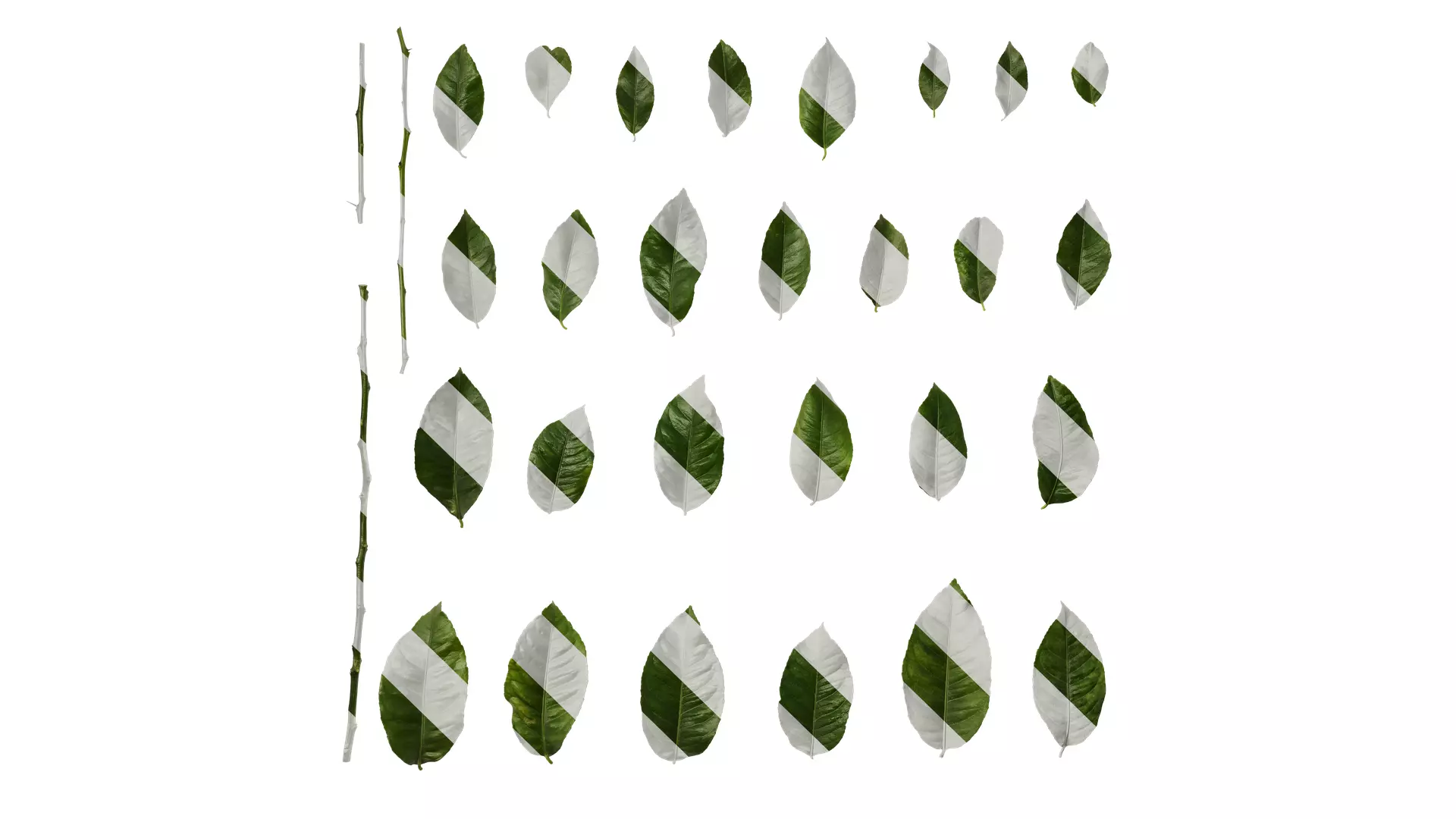Anydrafts Citrus x limon Leaf 04 Texture