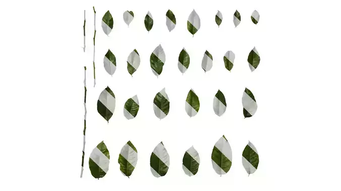 Anydrafts Citrus x limon Leaf 04