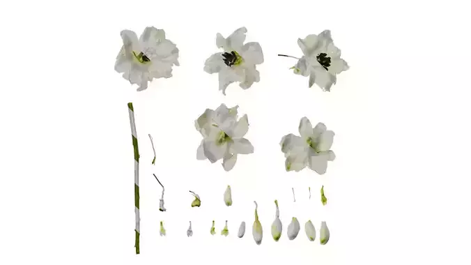 Anydrafts Delphinium elatum Flower 13