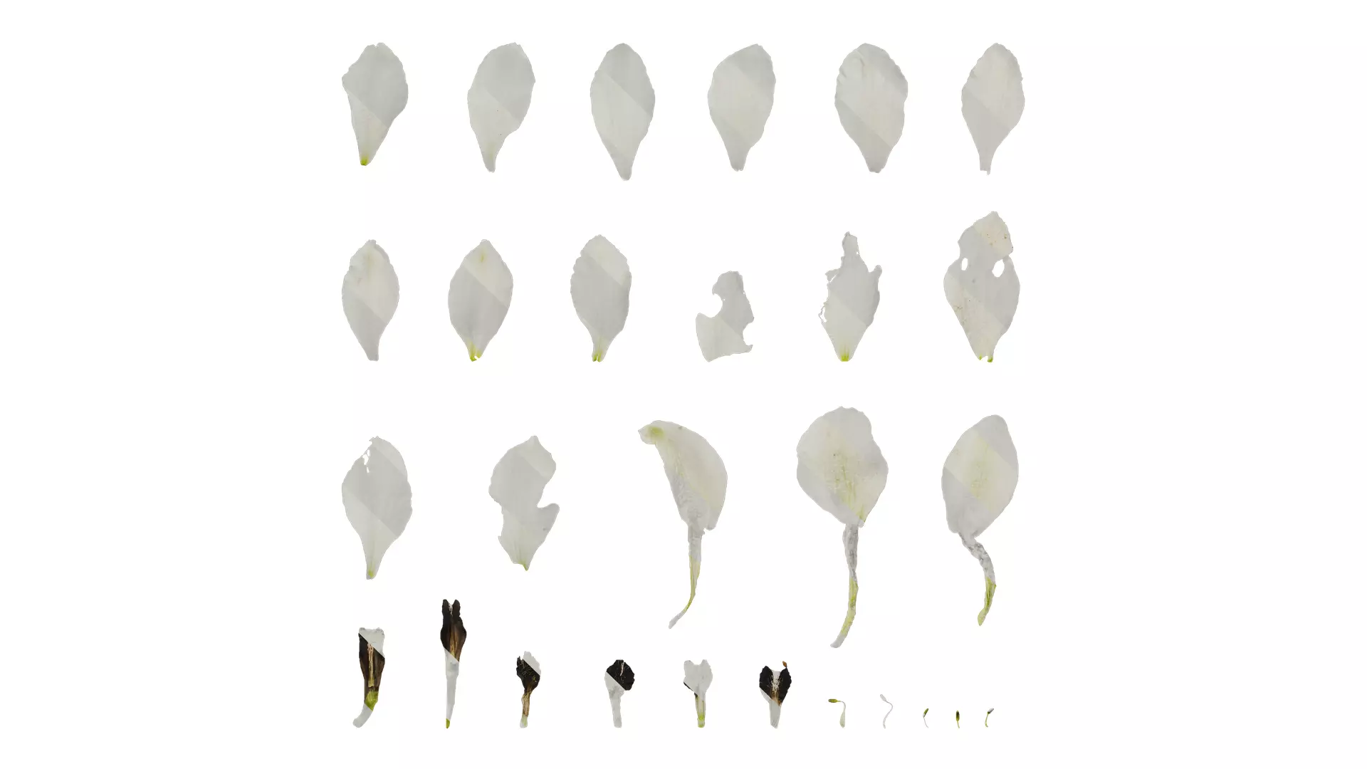 Anydrafts Delphinium elatum Flower 14 Texture_0