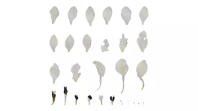 Anydrafts Delphinium elatum Flower 14