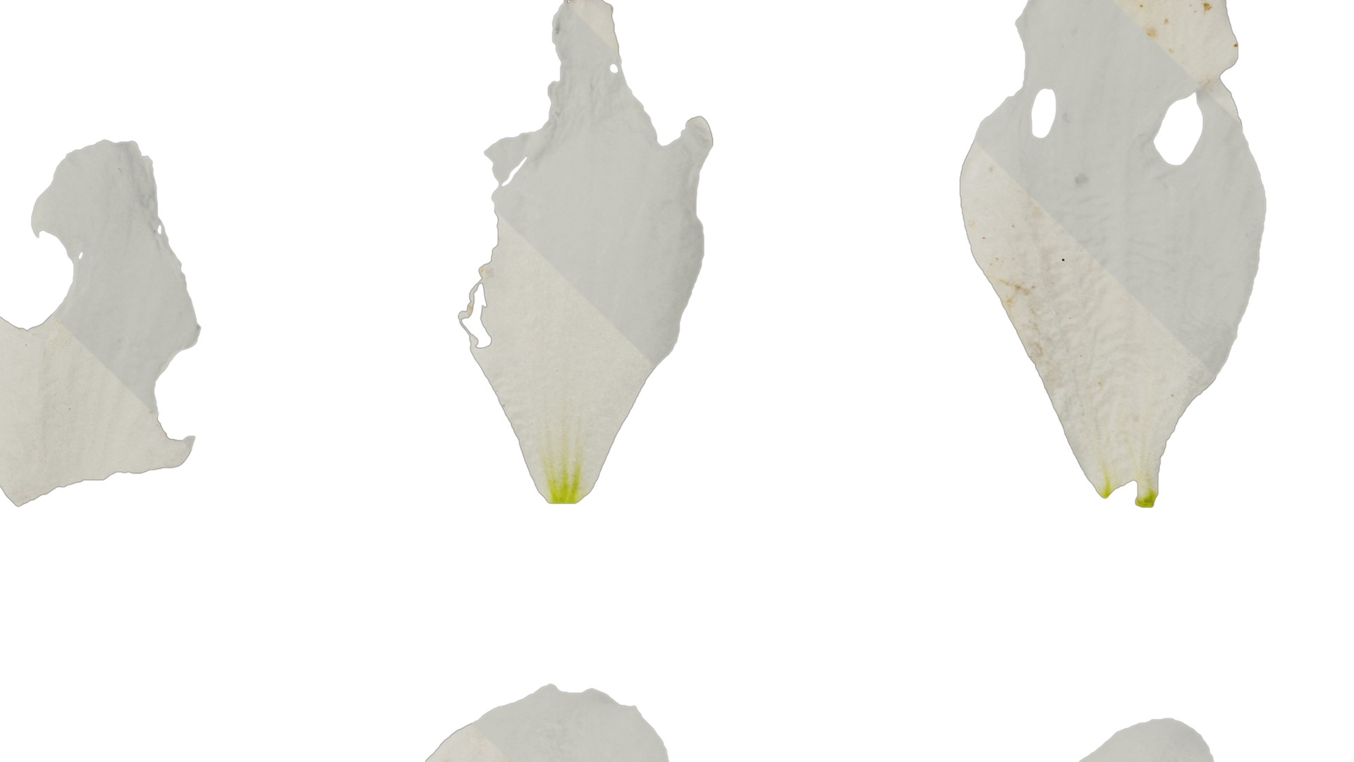 Anydrafts Delphinium elatum Flower 14 Texture_4