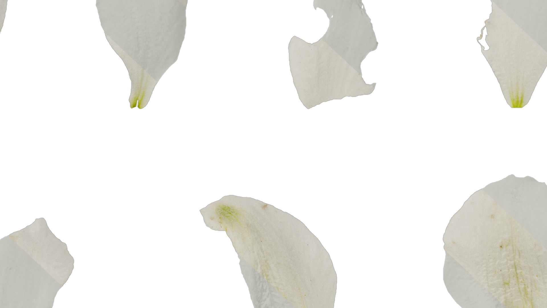 Anydrafts Delphinium elatum Flower 14 Texture_7