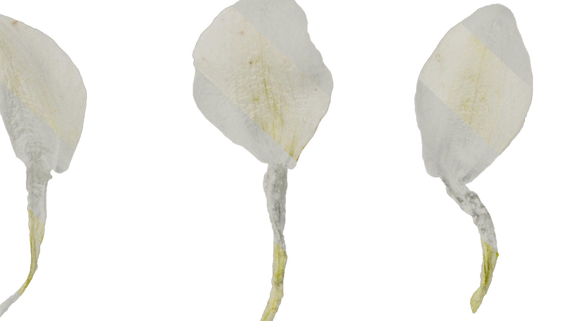 Anydrafts Delphinium elatum Flower 14 Texture_6