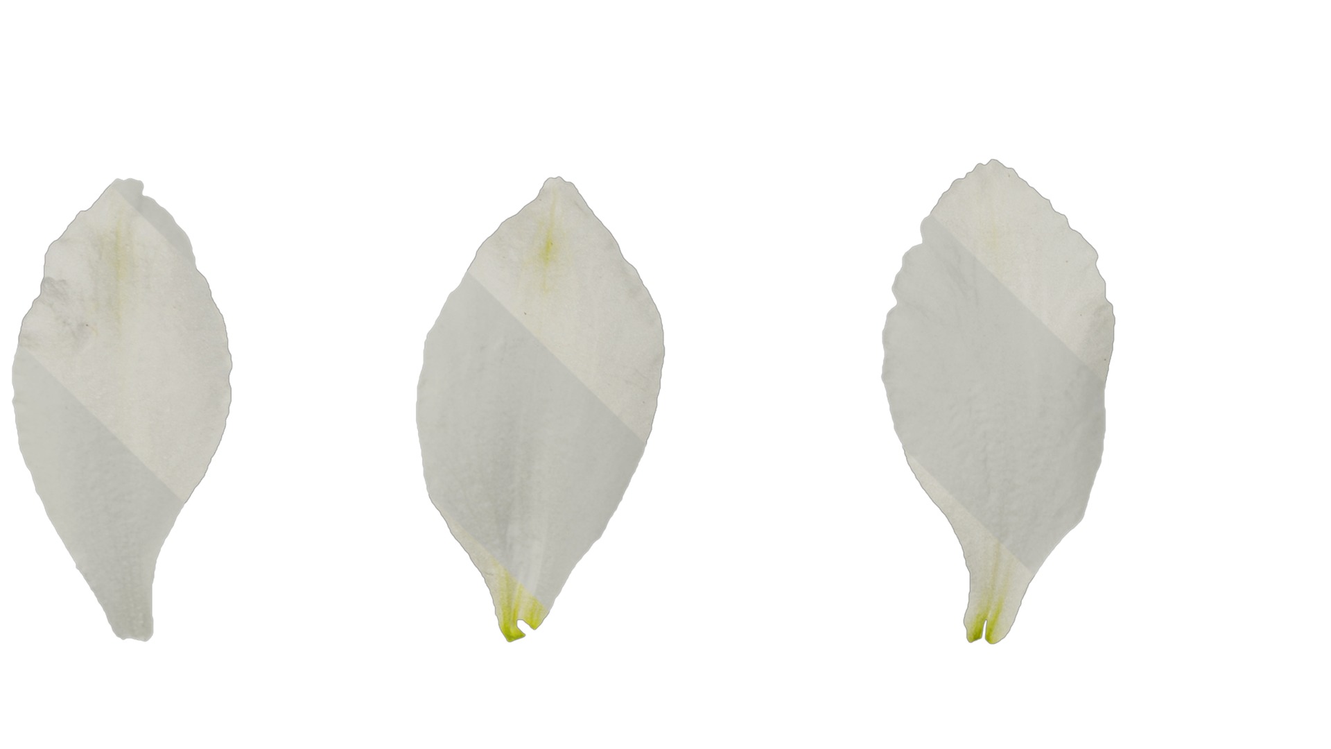 Anydrafts Delphinium elatum Flower 14 Texture_3