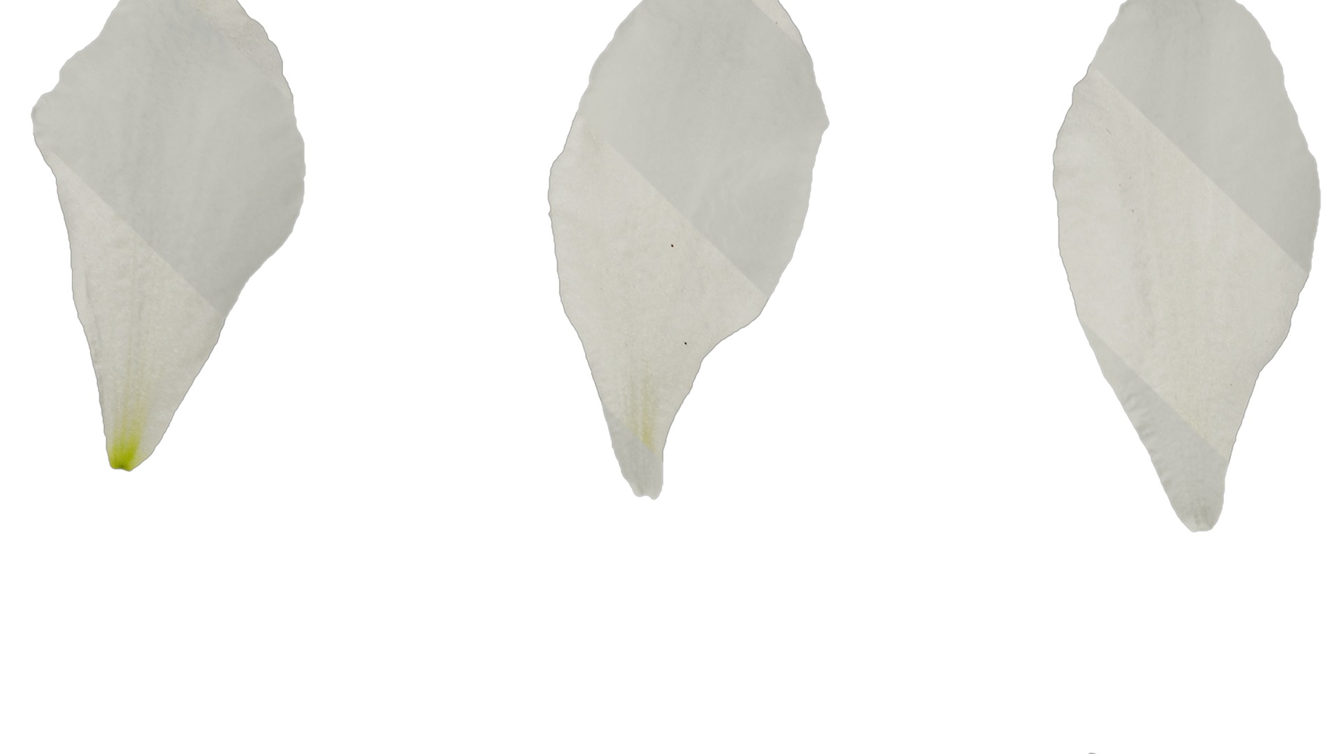 Anydrafts Delphinium elatum Flower 14 Texture_1