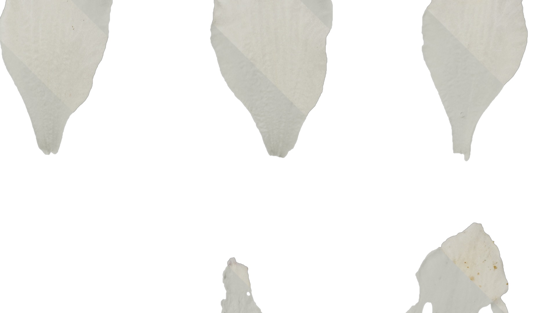 Anydrafts Delphinium elatum Flower 14 Texture_2