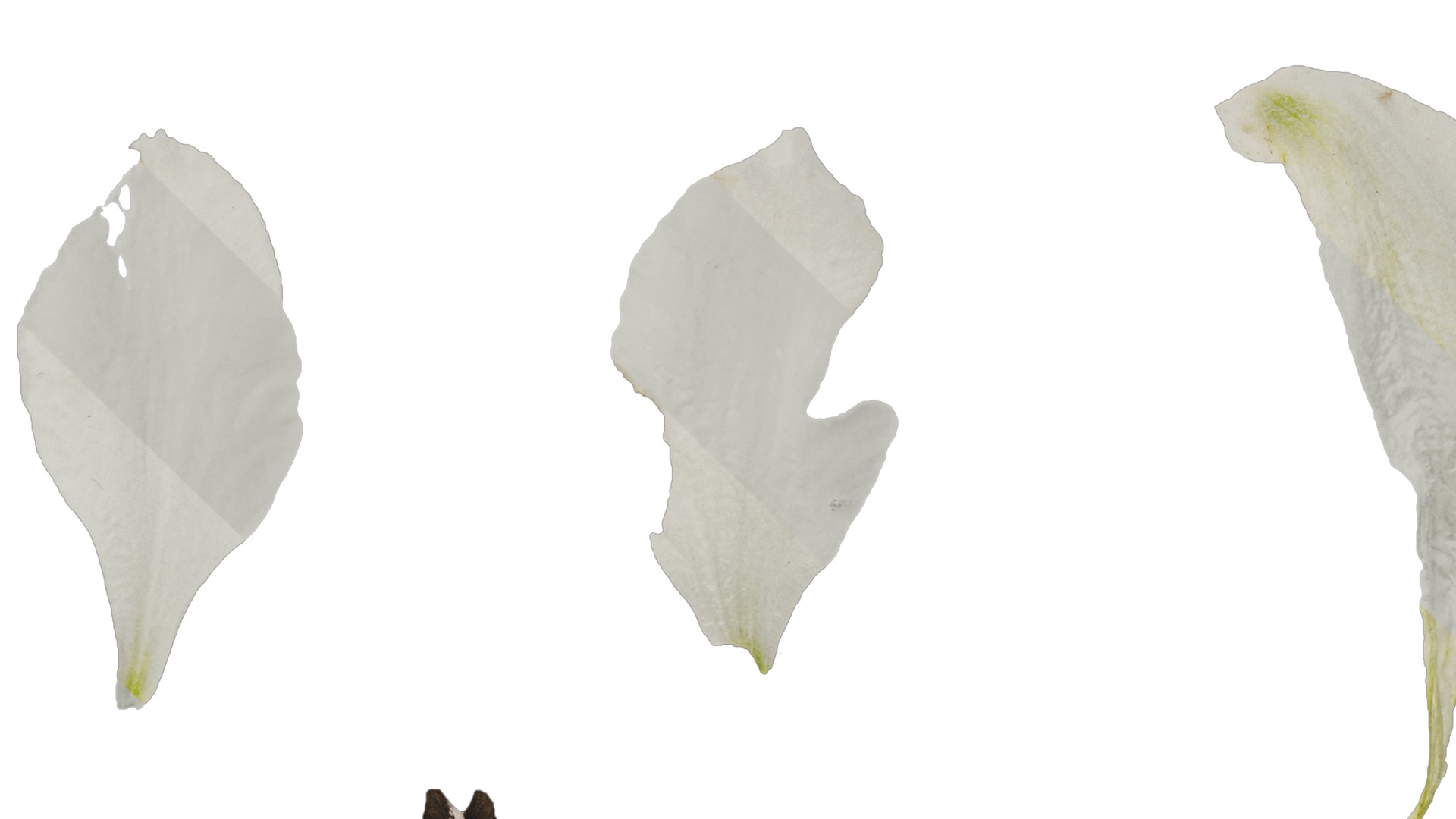 Anydrafts Delphinium elatum Flower 14 Texture_5