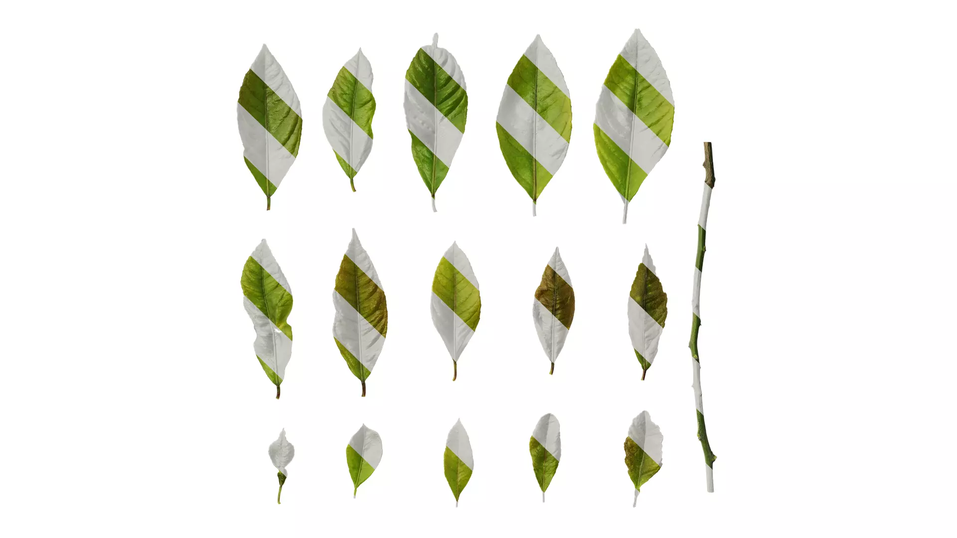 Anydrafts Citrus x limon Leaf 05 Texture