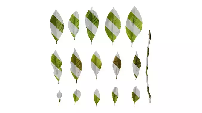 Anydrafts Citrus x limon Leaf 05