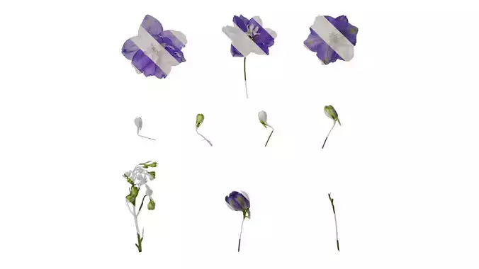 Anydrafts Delphinium elatum Flower 15