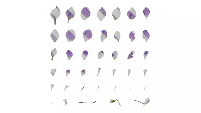 Anydrafts Delphinium elatum Flower 16