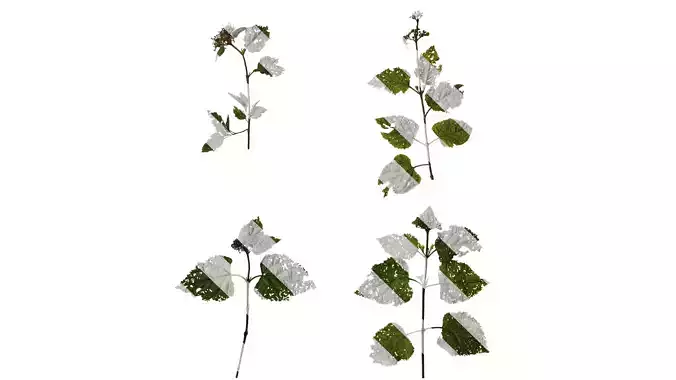 Anydrafts Clerodendrum bungei Atlas 07