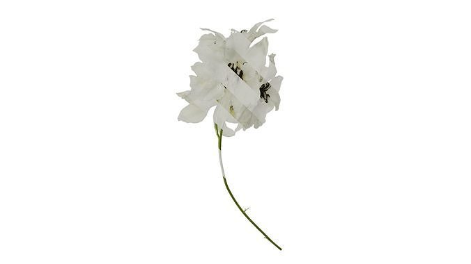 Anydrafts Delphinium elatum Flower 17 Texture