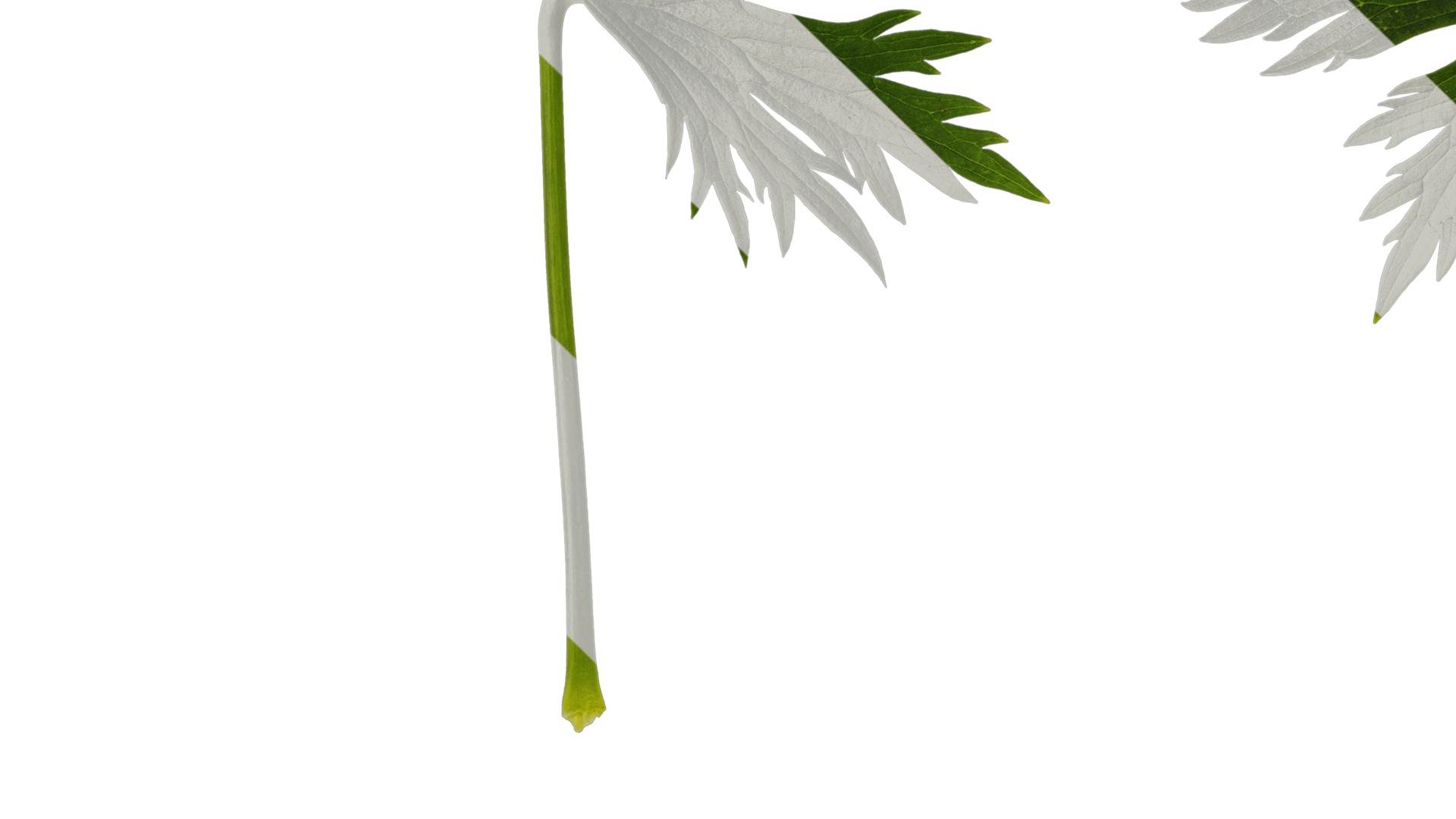 Anydrafts Delphinium elatum Leaf 01 Texture_3