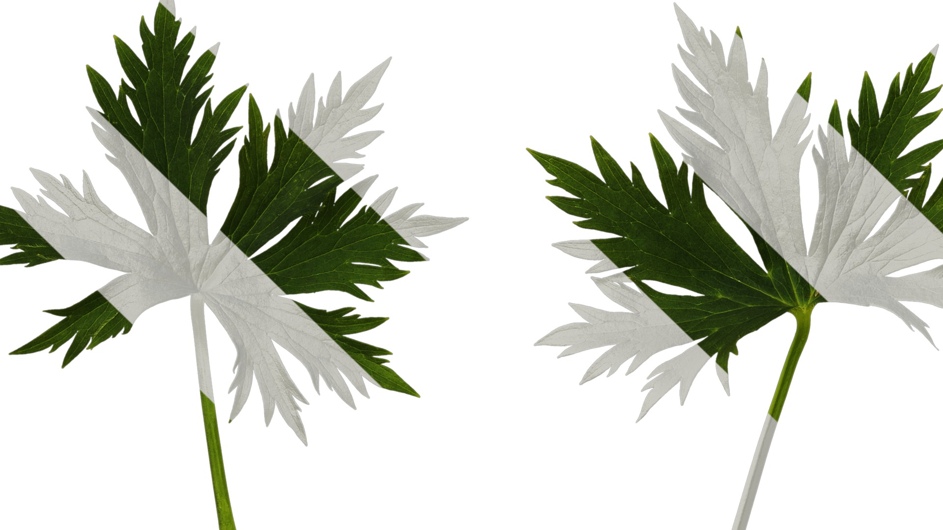 Anydrafts Delphinium elatum Leaf 01 Texture_5