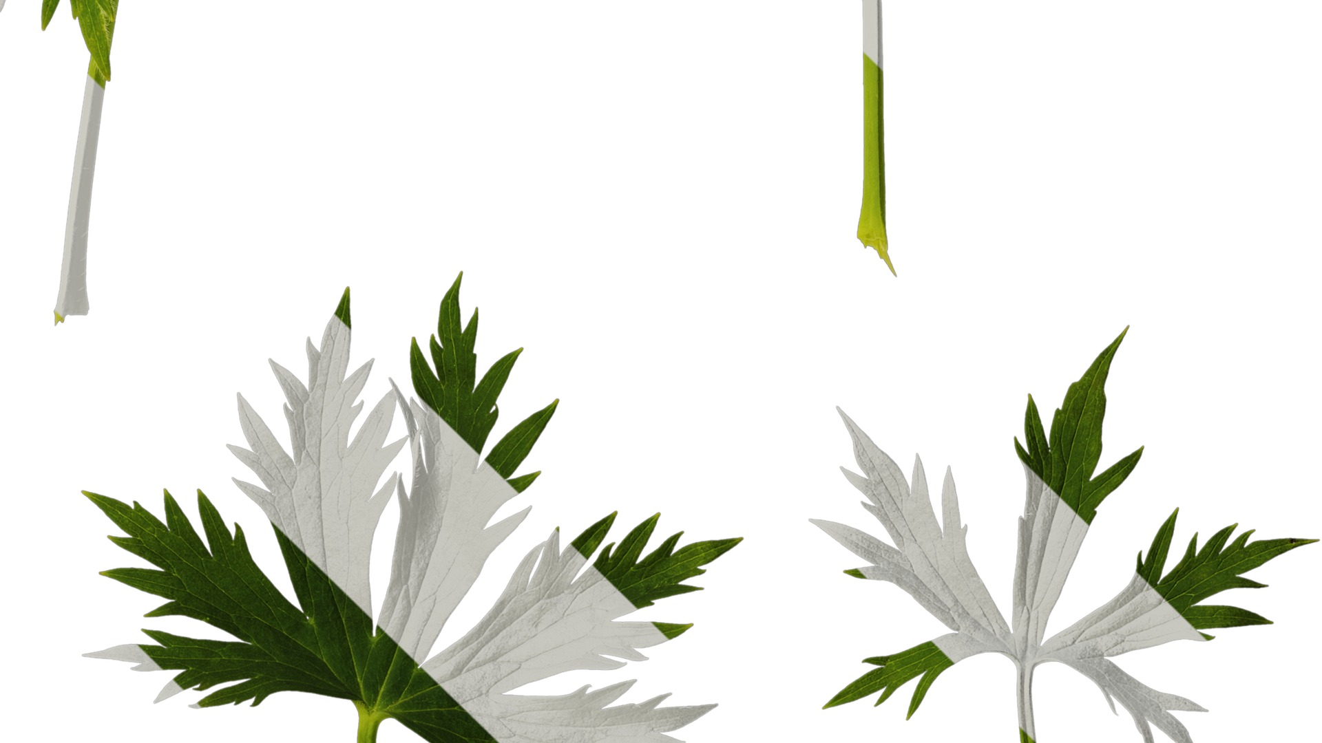 Anydrafts Delphinium elatum Leaf 01 Texture_4