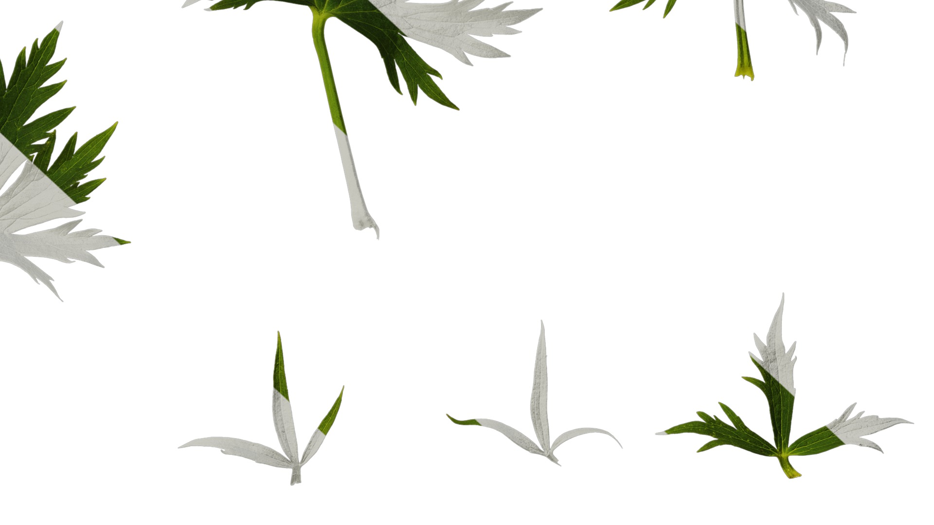 Anydrafts Delphinium elatum Leaf 01 Texture_6