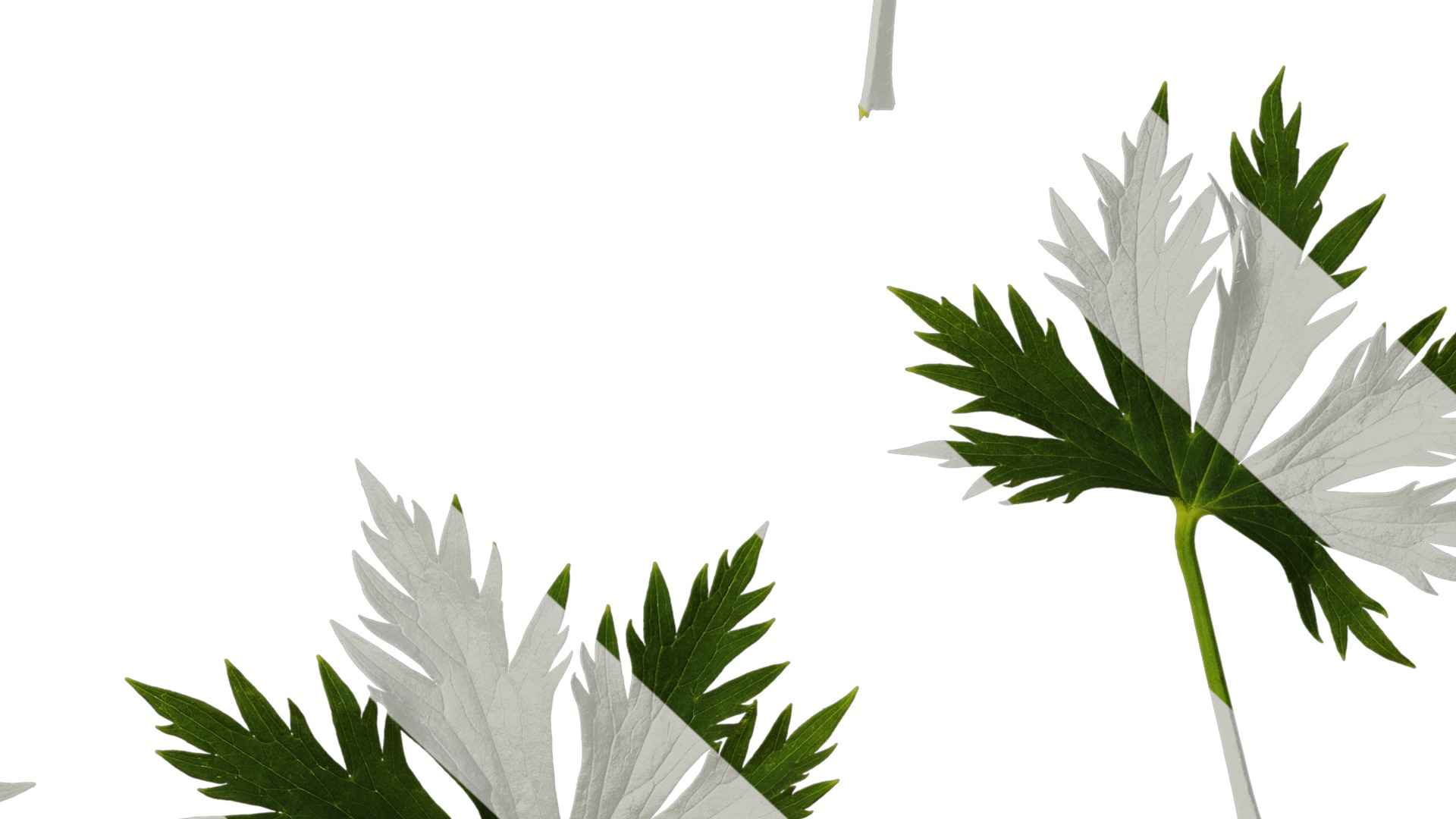 Anydrafts Delphinium elatum Leaf 01 Texture_7