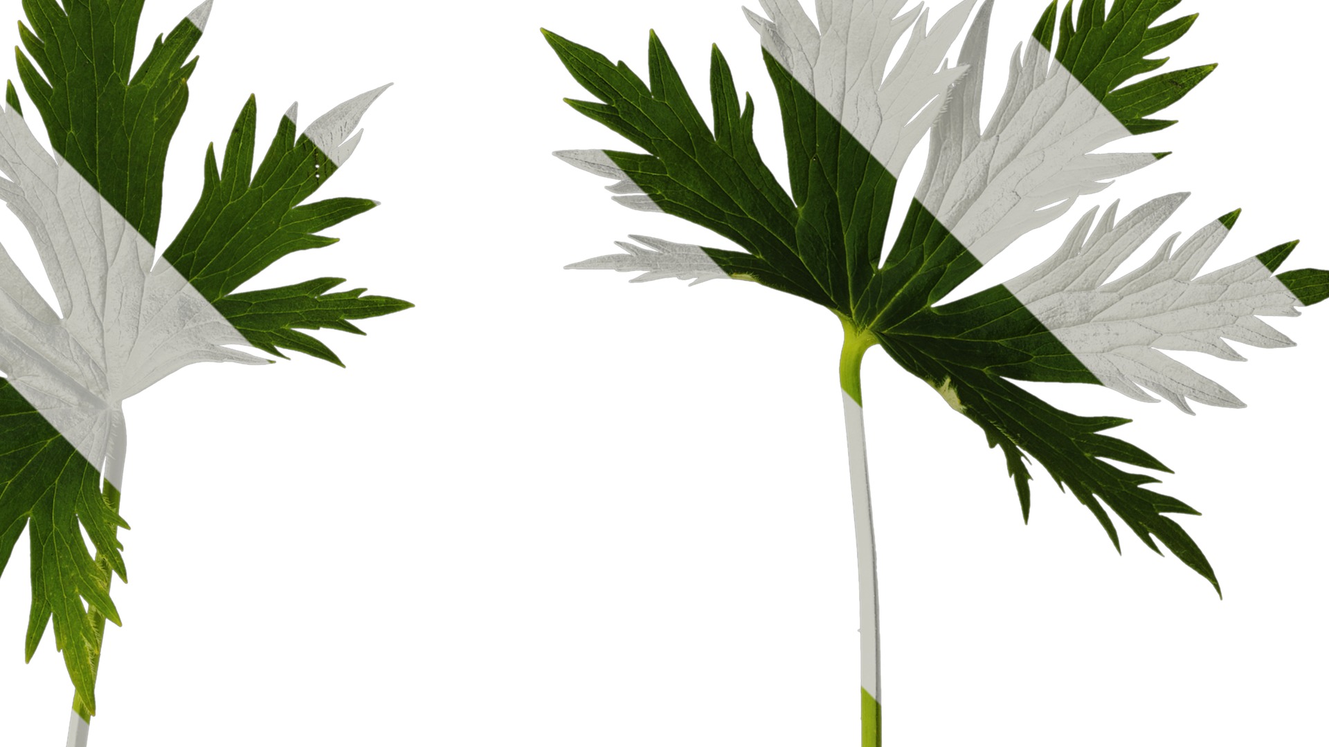 Anydrafts Delphinium elatum Leaf 01 Texture_2