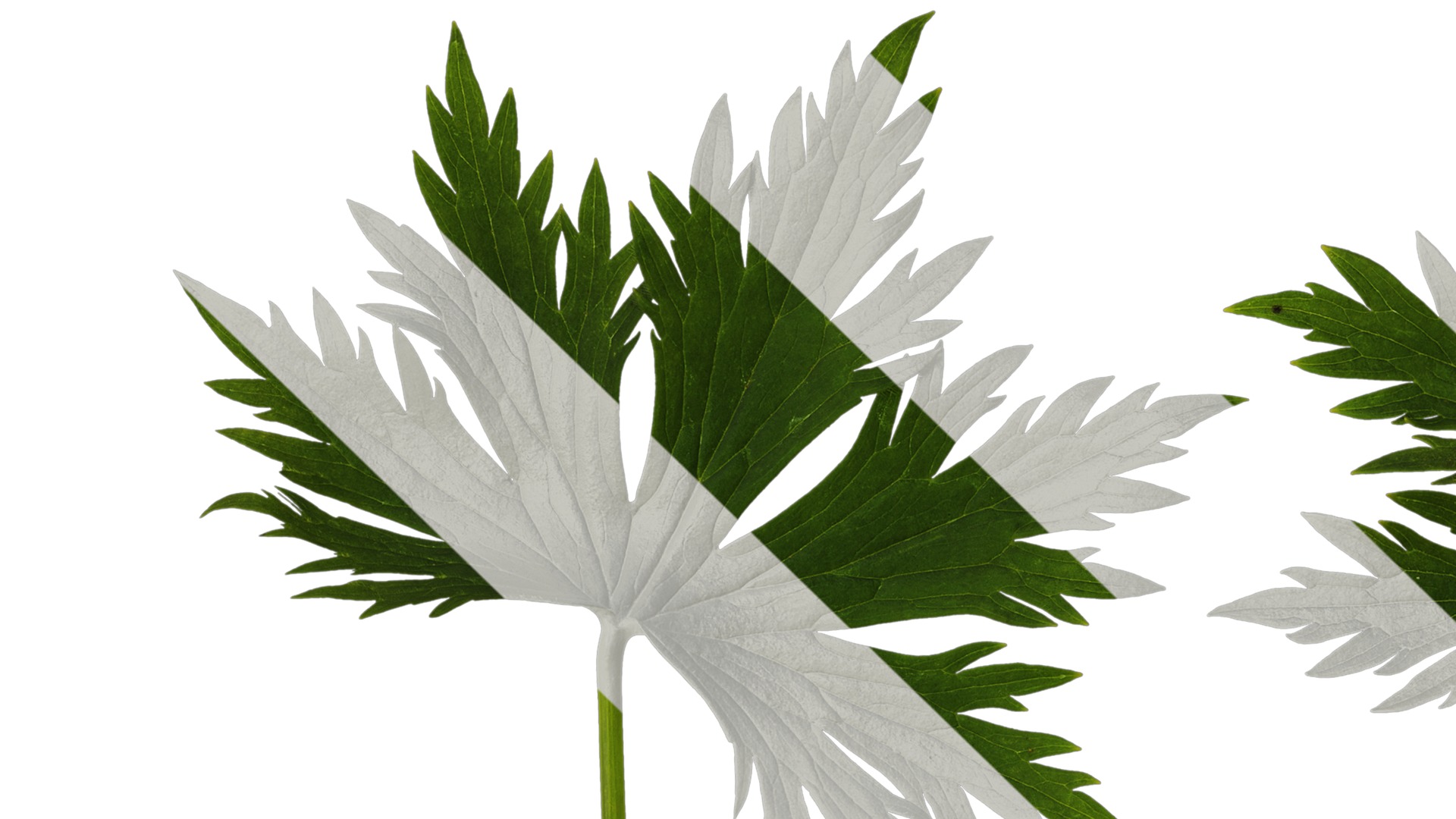 Anydrafts Delphinium elatum Leaf 01 Texture_1