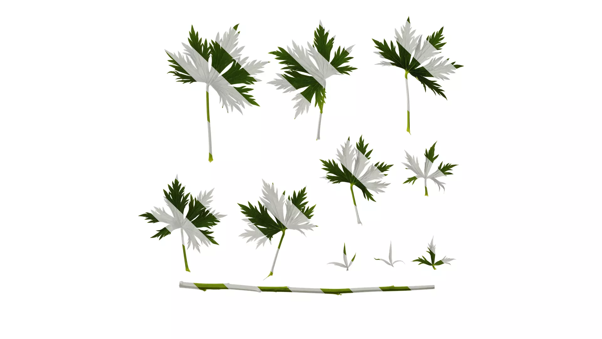 Anydrafts Delphinium elatum Leaf 01 Texture_0