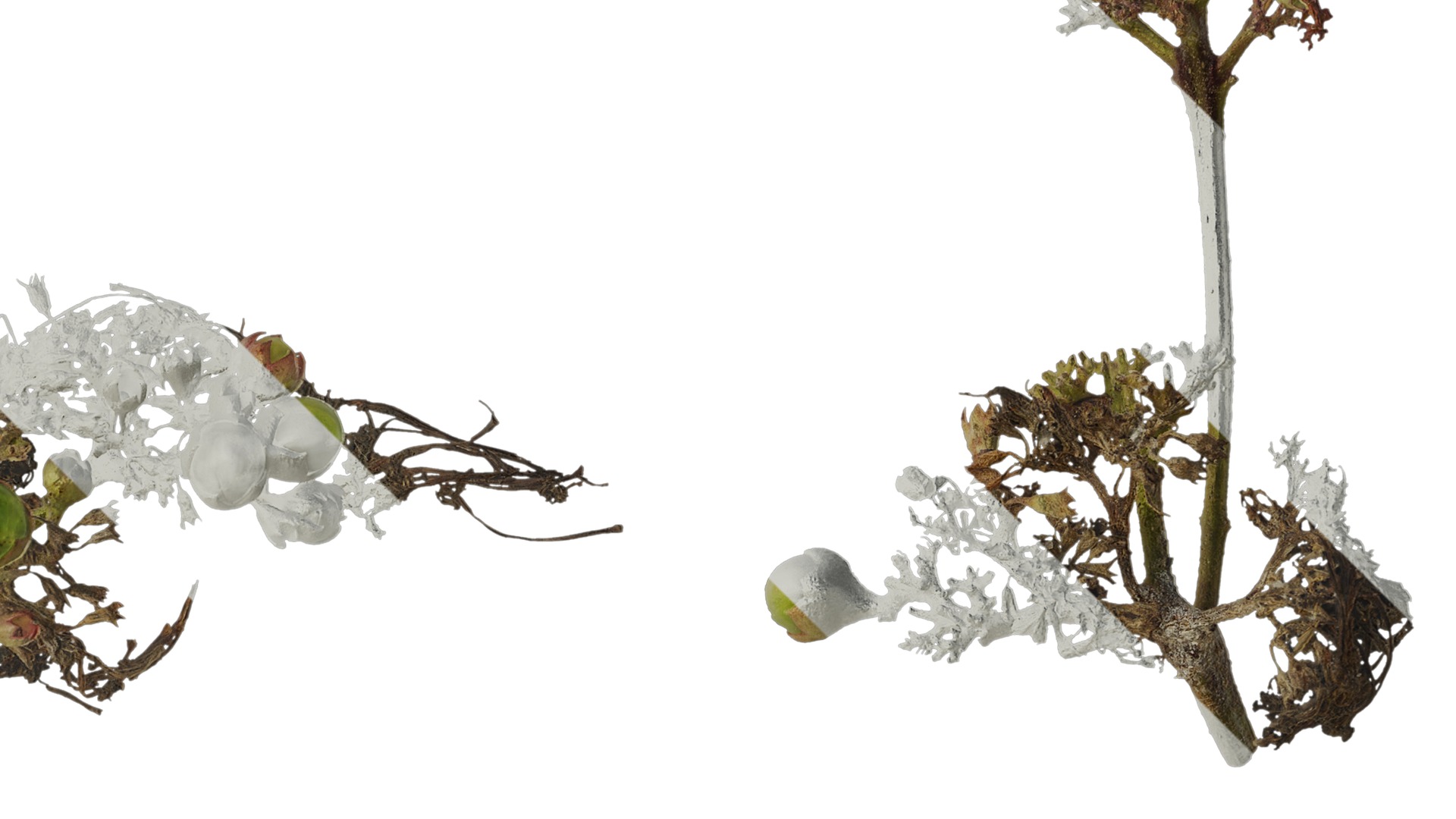 Anydrafts Clerodendrum bungei Atlas 10 Texture_2