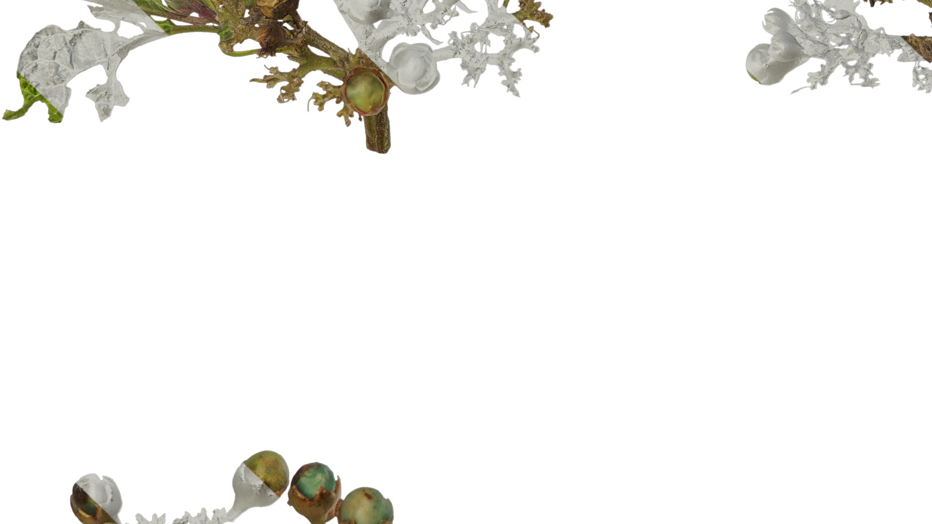 Anydrafts Clerodendrum bungei Atlas 10 Texture_3