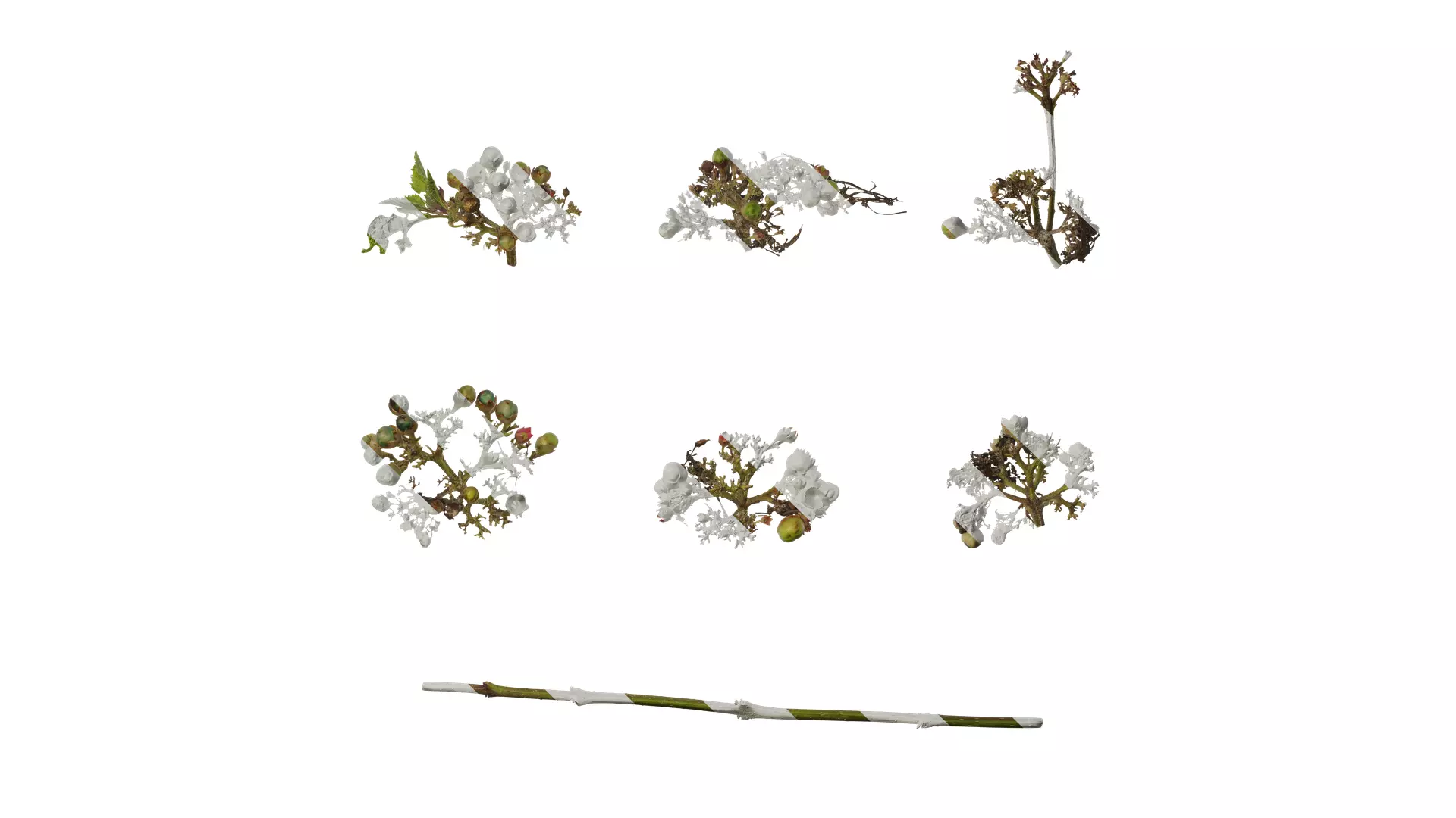 Anydrafts Clerodendrum bungei Atlas 10 Texture_0