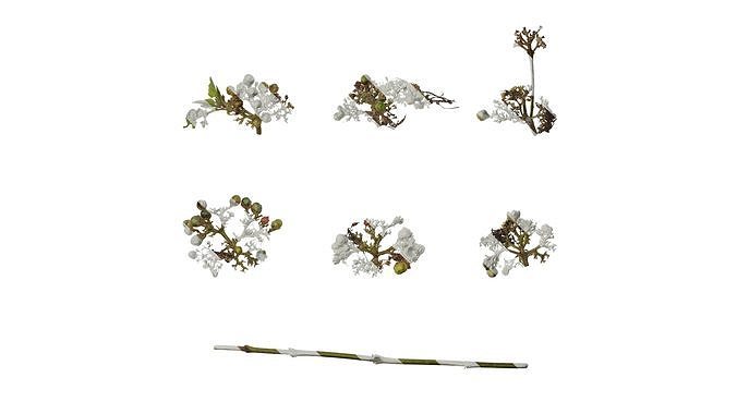 Anydrafts Clerodendrum bungei Atlas 10 Texture