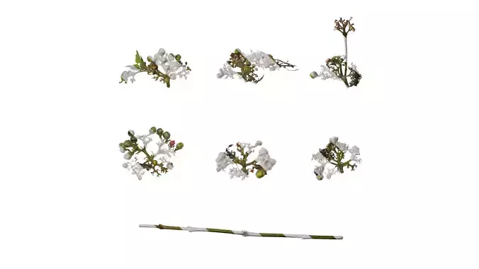 Anydrafts Clerodendrum bungei Atlas 10