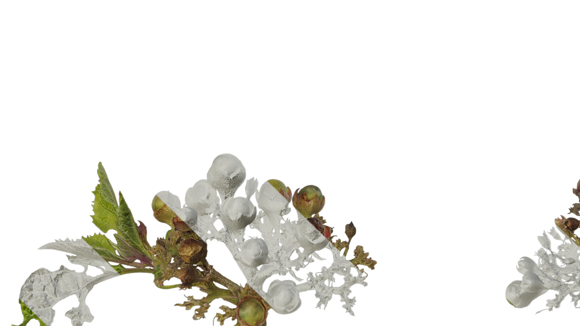 Anydrafts Clerodendrum bungei Atlas 10 Texture_1