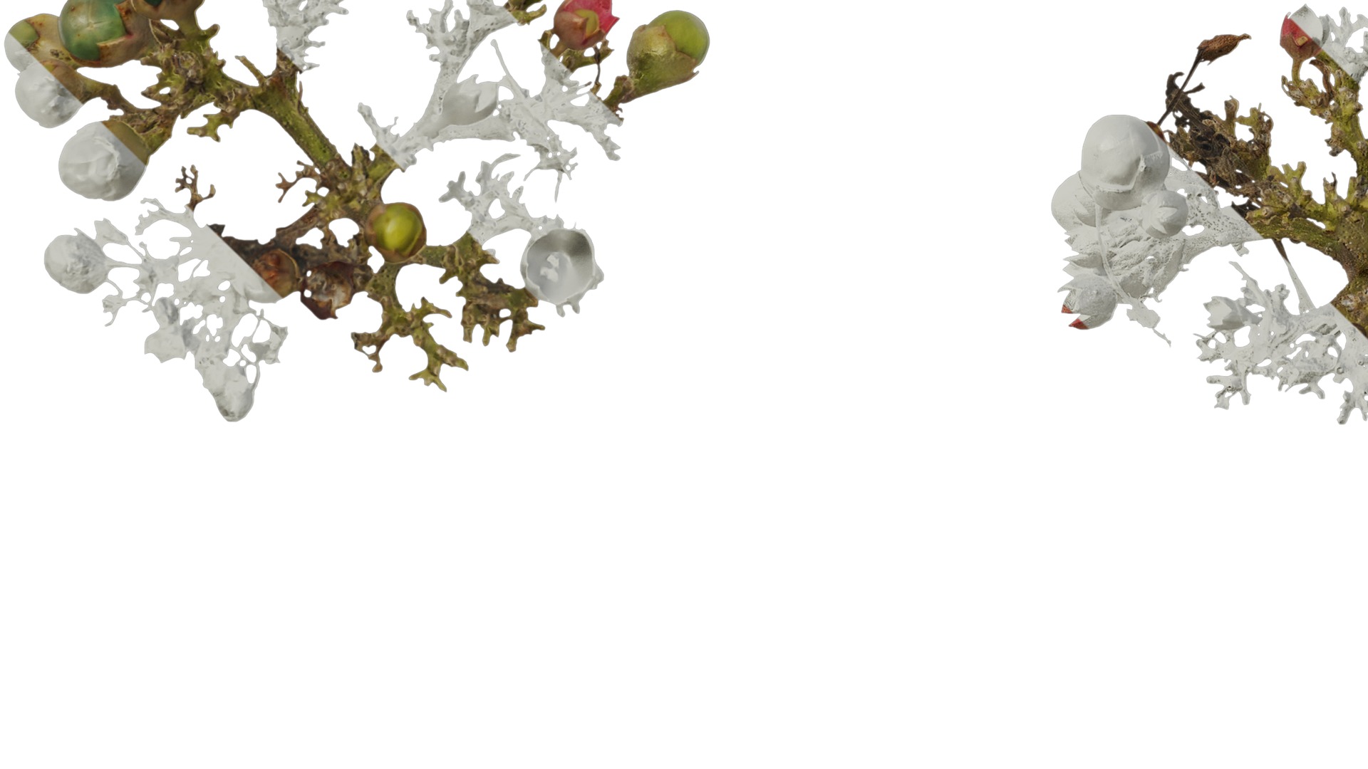 Anydrafts Clerodendrum bungei Atlas 10 Texture_5