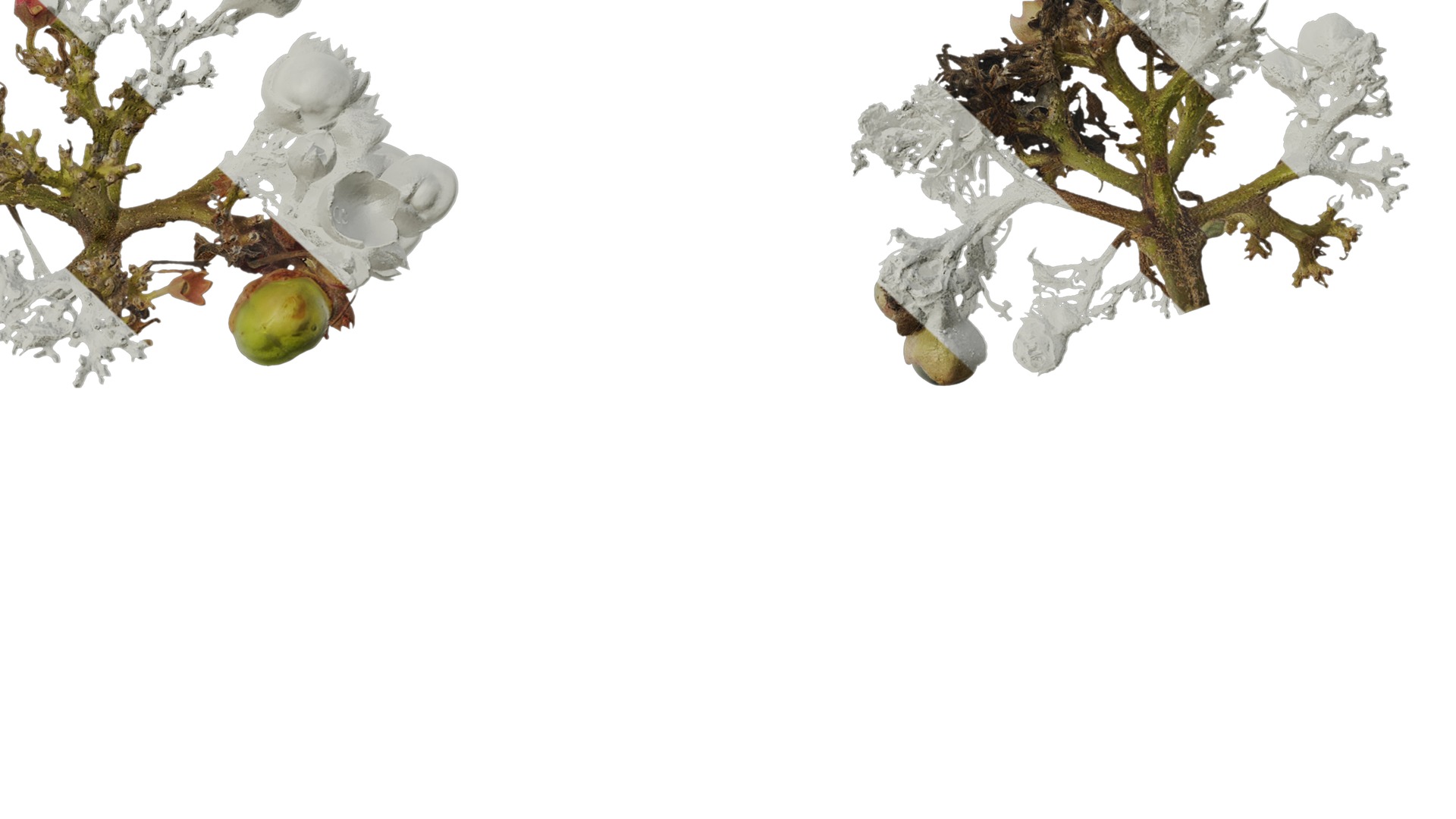 Anydrafts Clerodendrum bungei Atlas 10 Texture_6