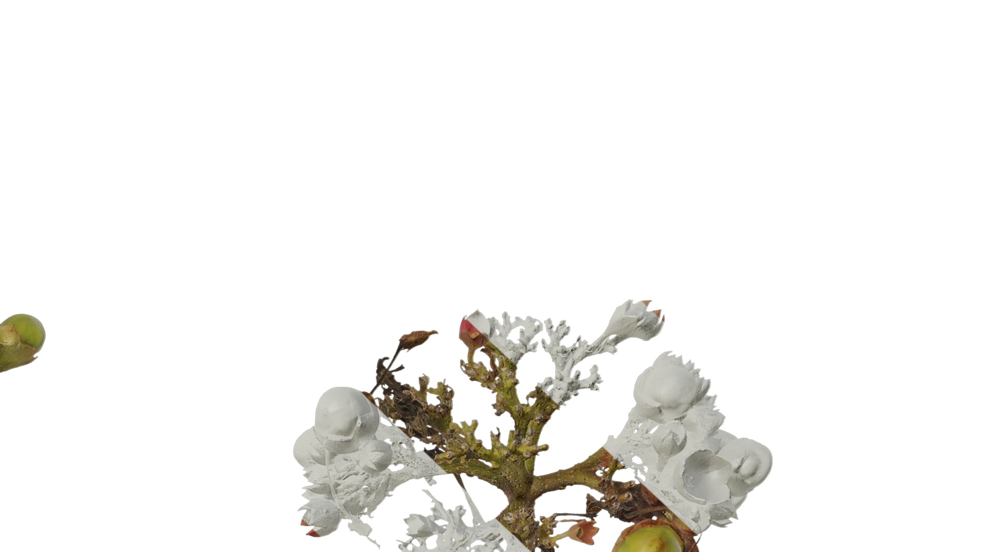 Anydrafts Clerodendrum bungei Atlas 10 Texture_7