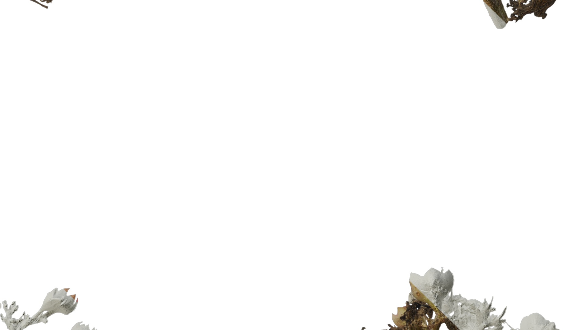 Anydrafts Clerodendrum bungei Atlas 10 Texture_4