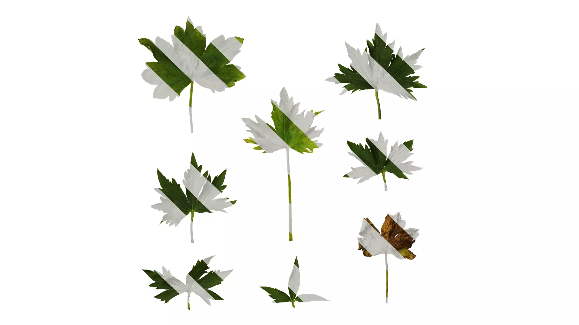 Anydrafts Delphinium elatum Leaf 02 Texture_0