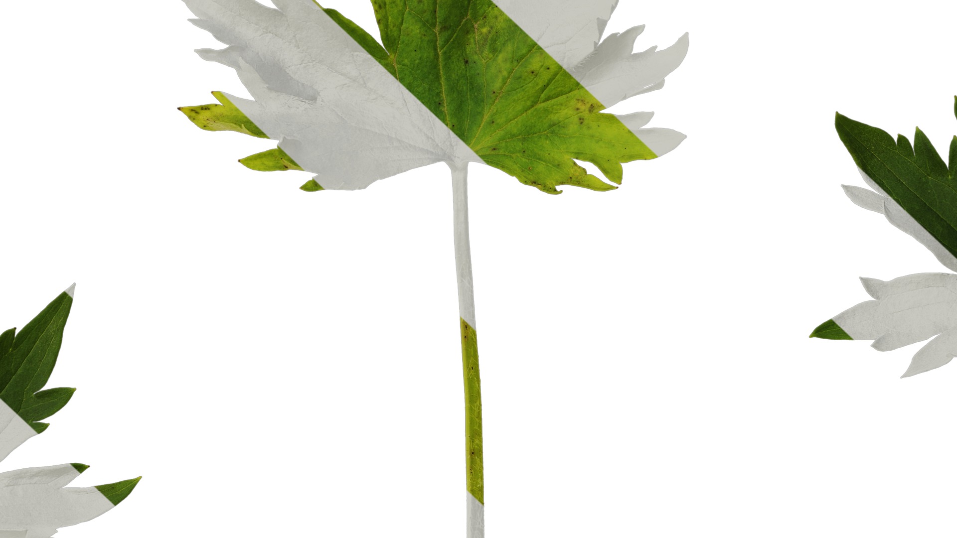 Anydrafts Delphinium elatum Leaf 02 Texture_7