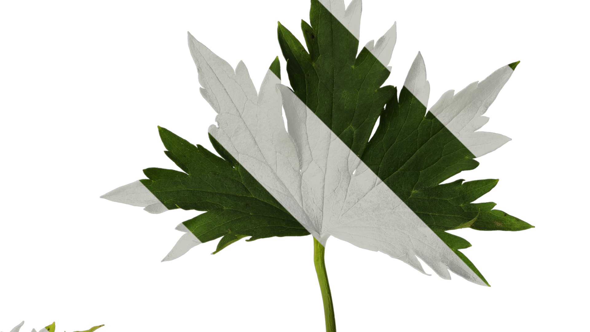 Anydrafts Delphinium elatum Leaf 02 Texture_2