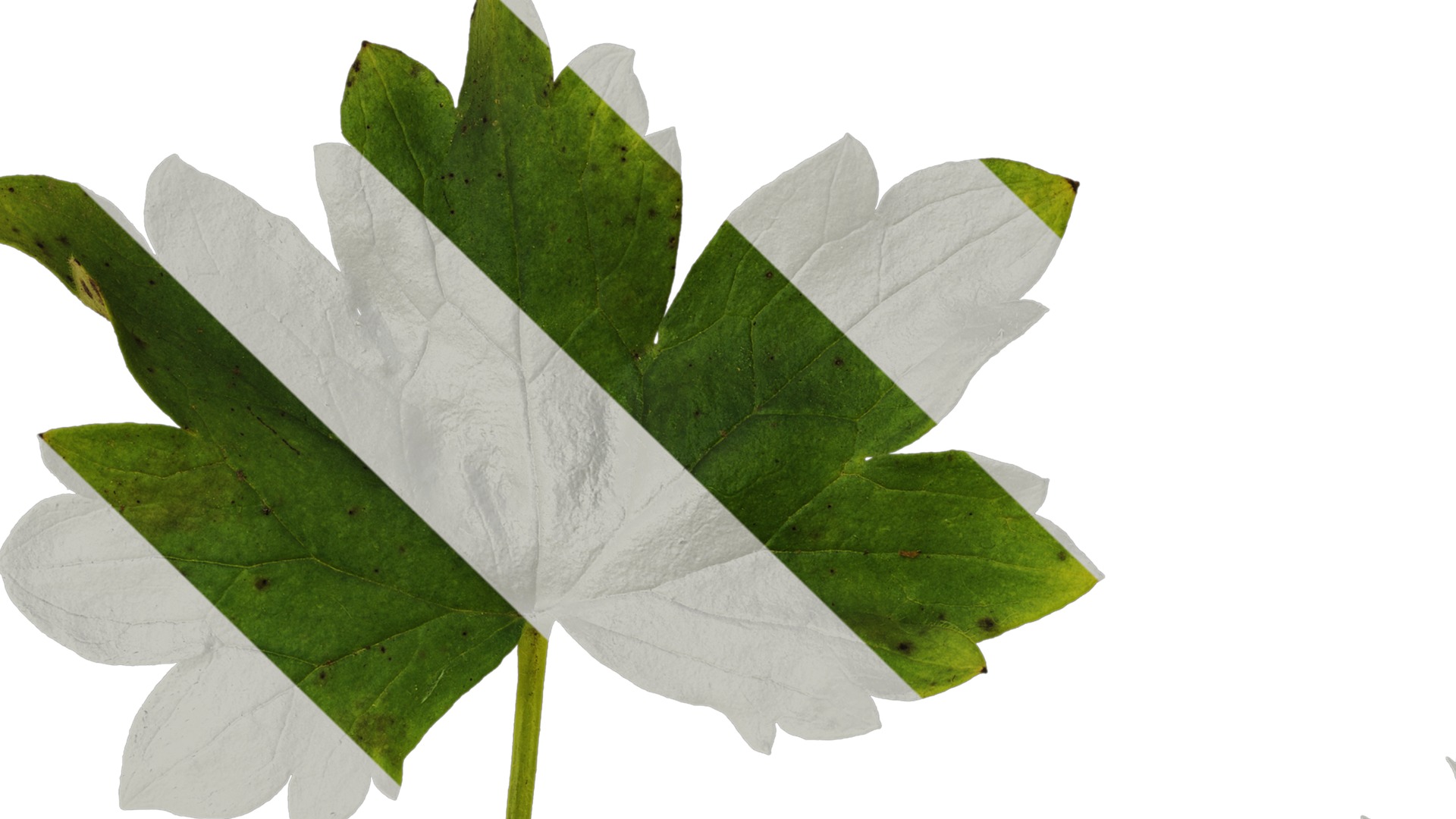 Anydrafts Delphinium elatum Leaf 02 Texture_1