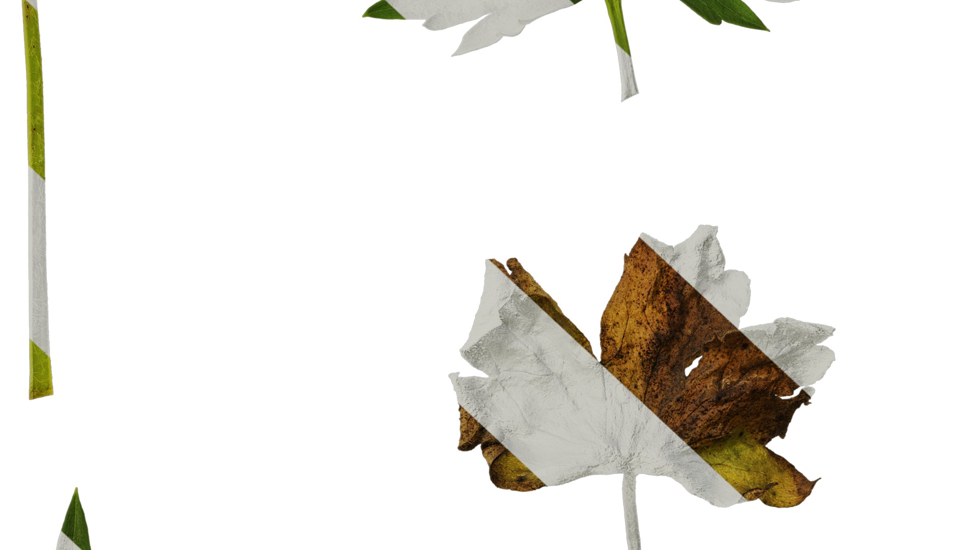 Anydrafts Delphinium elatum Leaf 02 Texture_6