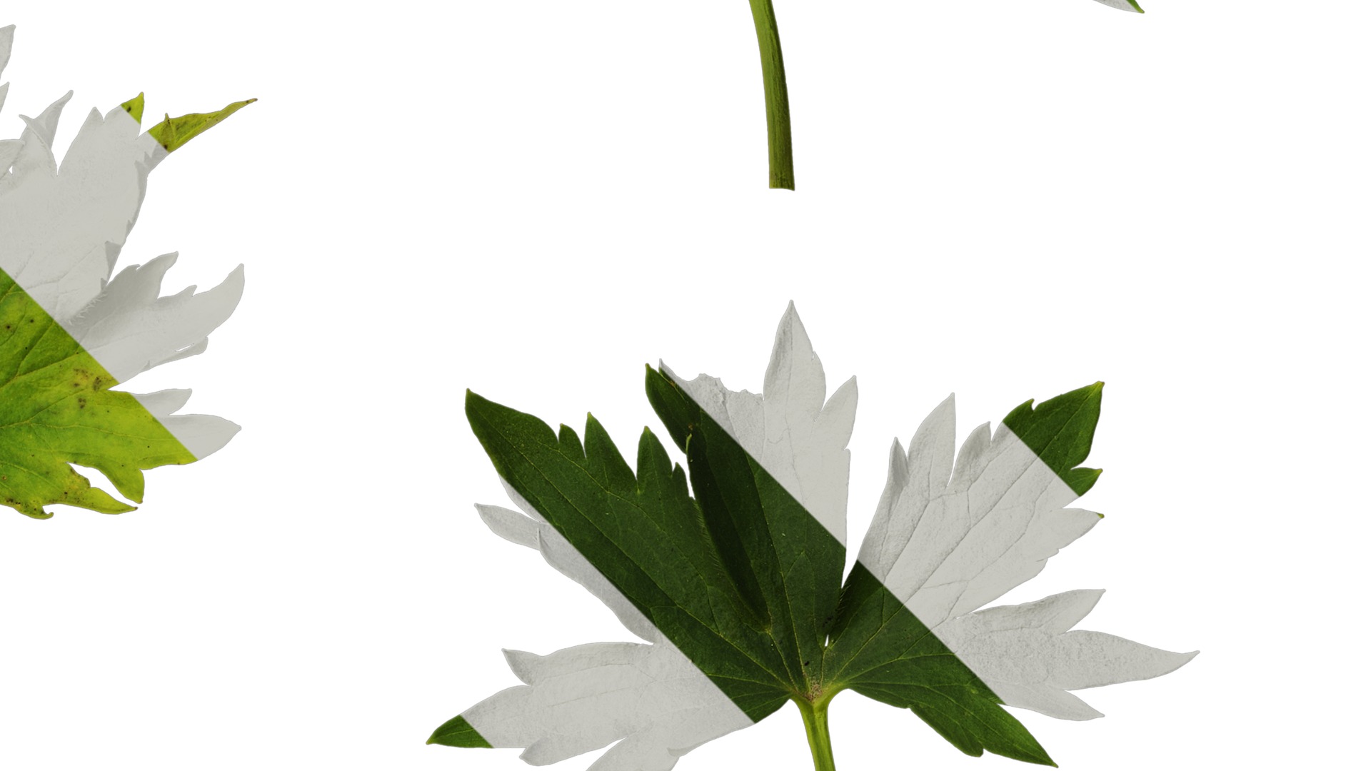 Anydrafts Delphinium elatum Leaf 02 Texture_4