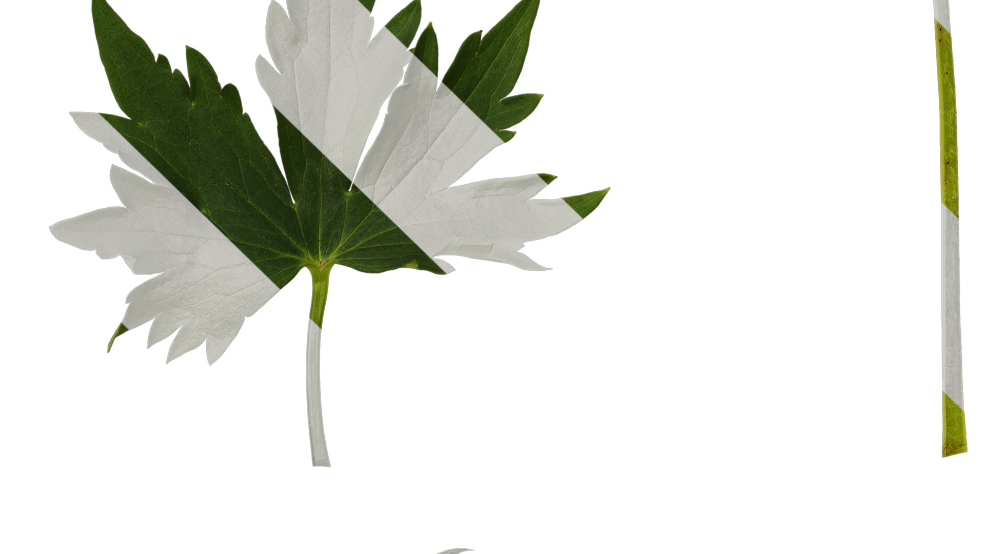 Anydrafts Delphinium elatum Leaf 02 Texture_5