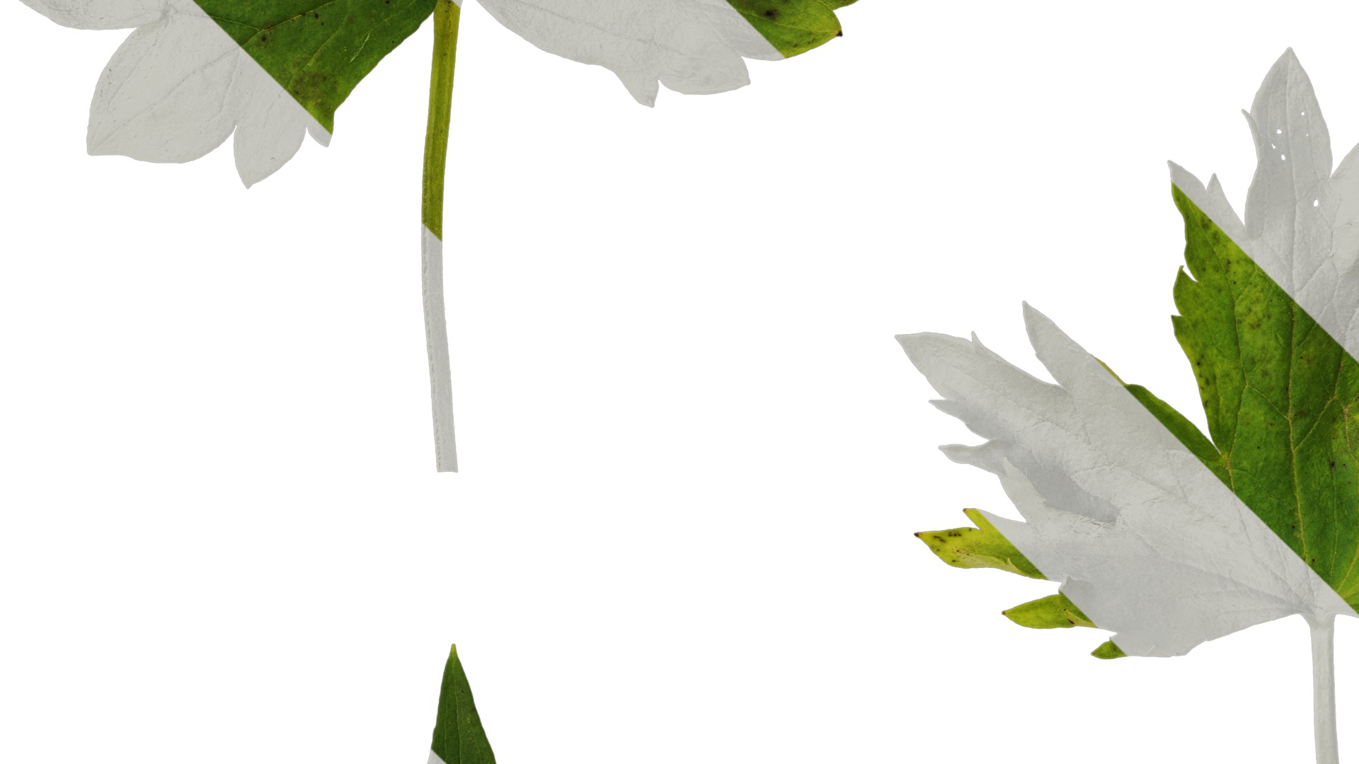 Anydrafts Delphinium elatum Leaf 02 Texture_3