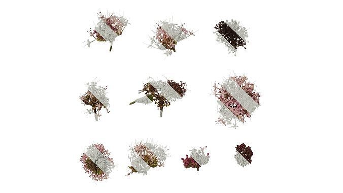 Anydrafts Clerodendrum bungei Flower 03 Texture