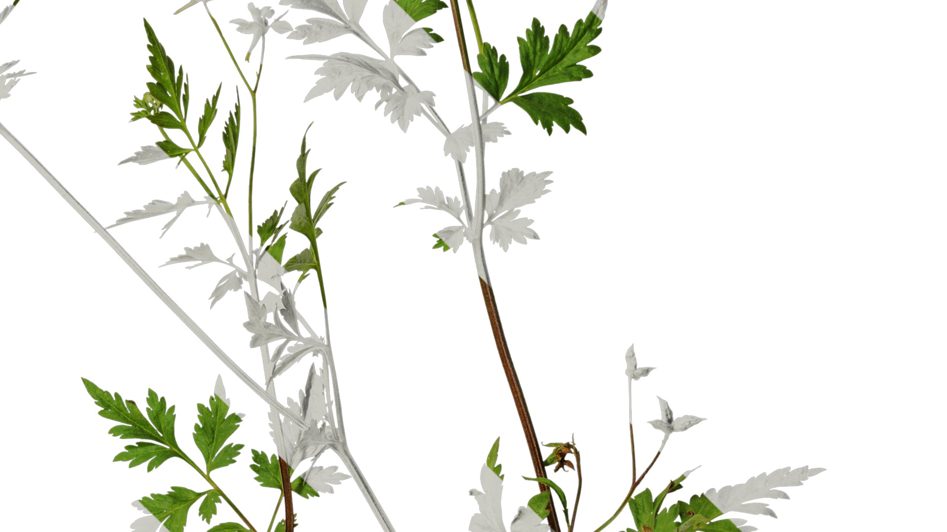 Anydrafts Delphinium grandiflorum Atlas 01 Texture_4